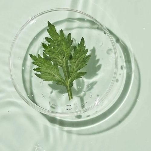 ROUND LAB MUGWORT CALMING SOOTHING GEL 150 ML - Imagen 2